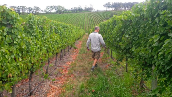 4 Sampling vineyard