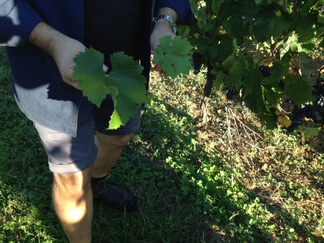 The larger leaf on the left is Merlot, the smaller on the right with overlapping lobes, the Cabernet