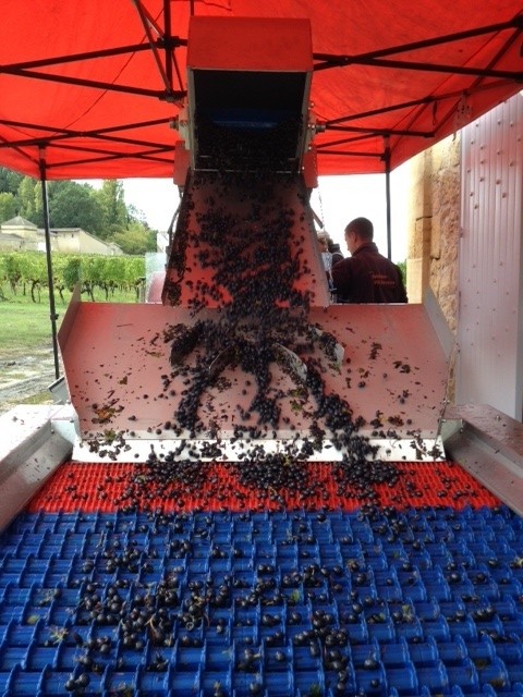 The grapes ascend along the little conveyor belt, then drop onto the sorting table, that bobbles them along getting rid of any underpar berries and those with stalks attached