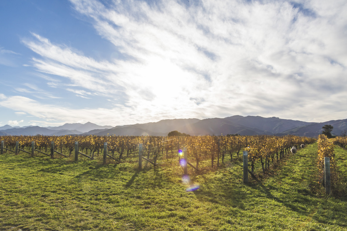 Rapaura Springs Reserve has been given the title of the World's Best Sauvignon Blanc