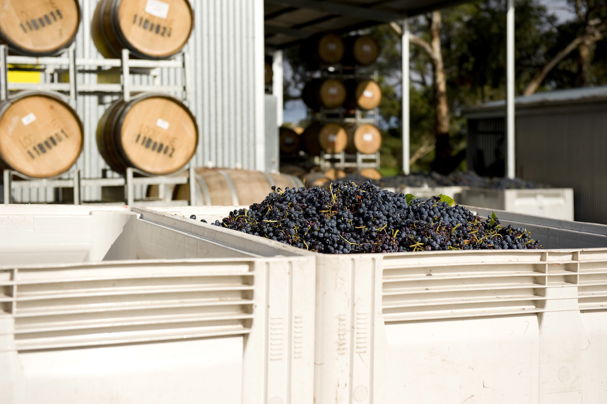 Grapes are collected during the harvest at RedHeads Wine Studio in Australia