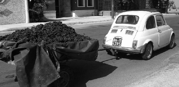 Valentino Schiotti spotted the little Fiat and its trailer filled with small grapes and knew he had to have them