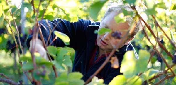 Henry Laithwaite picks grapes in the vineyard